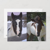 Pinto filly Shasta Postkarte (Vorne/Hinten)