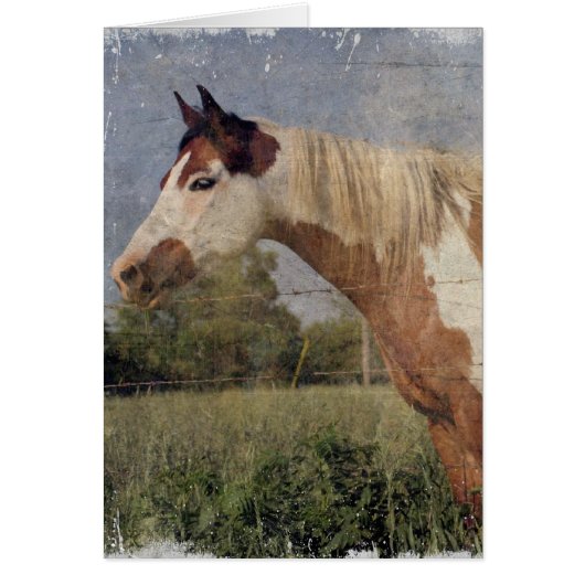 Pinto Horse Grunge (Vorne)