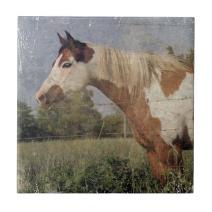 Pinto Horse Grunge Fliese