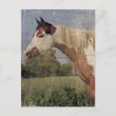 Pinto Horse Grunge Postkarte (Vorderseite)