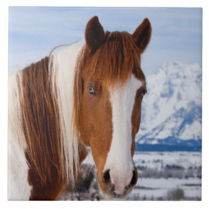Pinto Horse Monte Moran im Winter Fliese