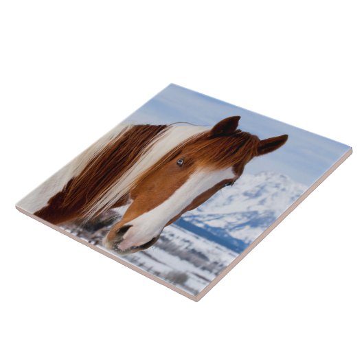 Pinto Horse Monte Moran im Winter Fliese (Seite)
