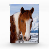 Pinto Horse Monte Moran im Winter Fotoblock (Vorderseite)