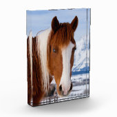 Pinto Horse Monte Moran im Winter Fotoblock (Links)