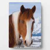 Pinto Horse Monte Moran im Winter Fotoplatte (Vorderseite)