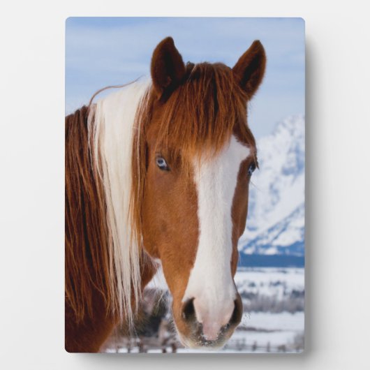 Pinto Horse Monte Moran im Winter Fotoplatte (Vorderseite)