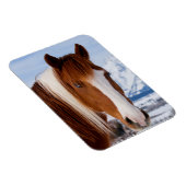 Pinto Horse Monte Moran im Winter Magnet (Rechte Seite)