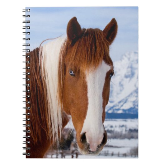 Pinto Horse Monte Moran im Winter Notizblock (Vorderseite)