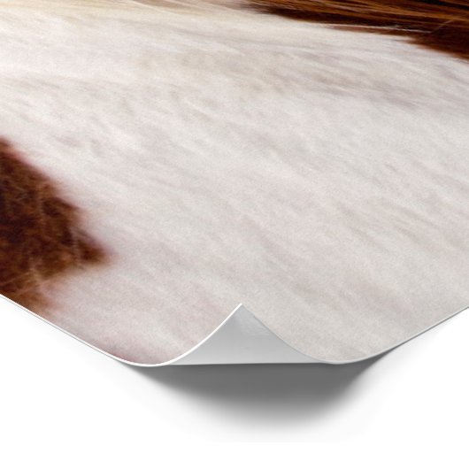 Pinto Horse Monte Moran im Winter Poster (Ecke)