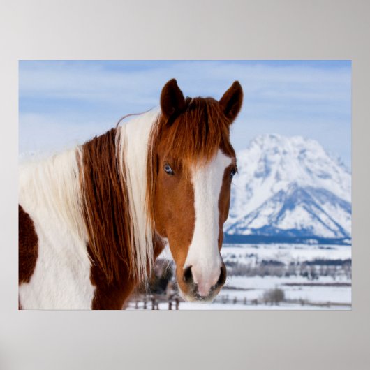 Pinto Horse Monte Moran im Winter Poster (Vorne)
