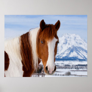 Pinto-Horse Mount Moran im Winter Poster