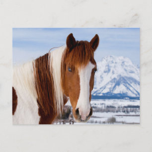 Pinto Horse Mount Moran in Winter Postkarte