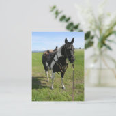 PINTO HORSE POST CARD POSTKARTE (Stehend Vorderseite)