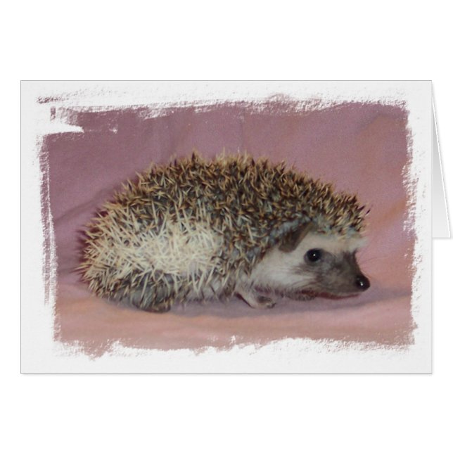 Pinto Igel (Vorderseite (Horizontal))