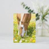 Pinto im Wildblumenfeld malen Postkarte (Stehend Vorderseite)