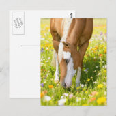 Pinto im Wildblumenfeld malen Postkarte (Vorne/Hinten)