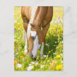 Pinto im Wildblumenfeld malen Postkarte