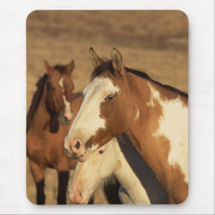 Pinto in Herd Mousepad