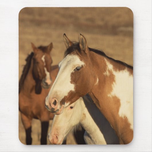 Pinto in Herd Mousepad (Vorne)