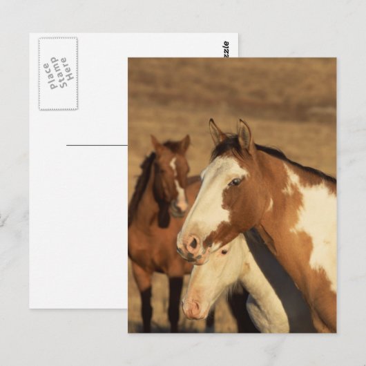 Pinto in Herd Postkarte (Vorne/Hinten)