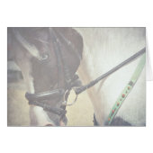 Pinto in Tack (Vorderseite (Horizontal))