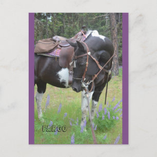 Pinto mare Fargo Postkarte