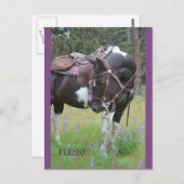 Pinto mare Fargo Postkarte (Vorne/Hinten)