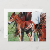 Pinto Mare mit Foal Postkarte (Vorne/Hinten)