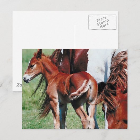 Pinto Mare mit Foal Postkarte (Vorne/Hinten)