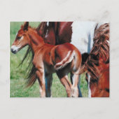 Pinto Mare mit Foal Postkarte (Vorderseite)