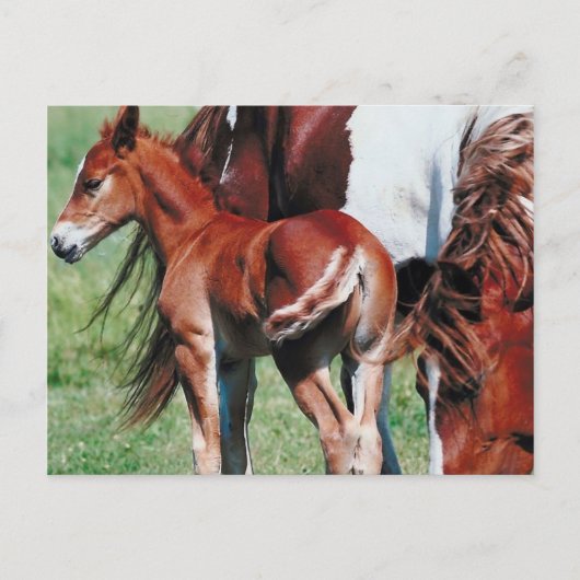 Pinto Mare mit Foal Postkarte (Vorderseite)
