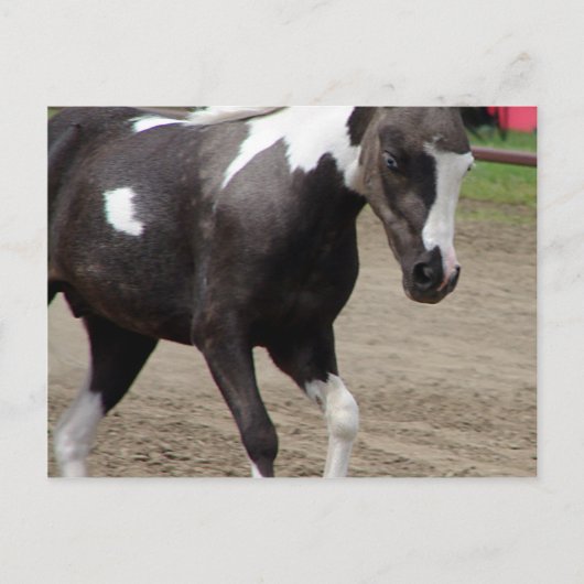 Pinto Mini Horse Liberty Class auf der Landkreis F Postkarte (Vorderseite)