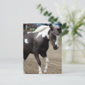 Pinto Mini Horse Postkarte (Stehend Vorderseite)