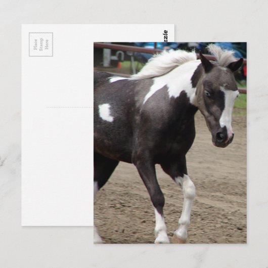Pinto Mini Horse Postkarte (Vorne/Hinten)