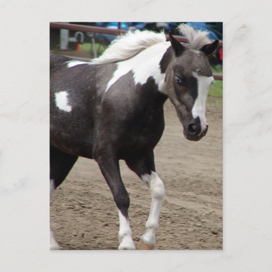 Pinto Mini Horse Postkarte (Vorderseite)