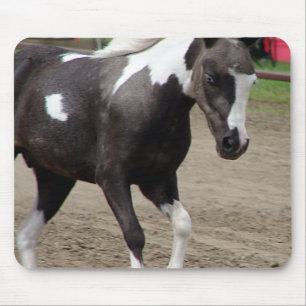 Pinto-Mini-Pferd Mousepad
