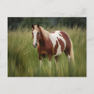Pinto Mustang Horse in Groß Postkarte