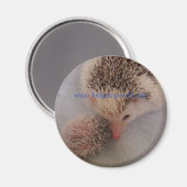 Pinto-Paarmagnet Magnet (Vorderseite/Rückseite)