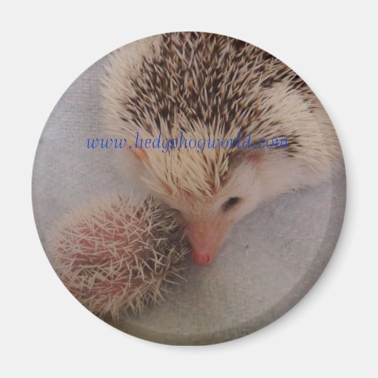 Pinto-Paarmagnet Magnet (Vorne)