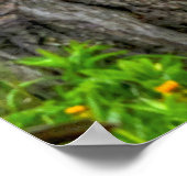 Pinto Paint, Fenceline & Clouds Ranch Foto Poster (Ecke)