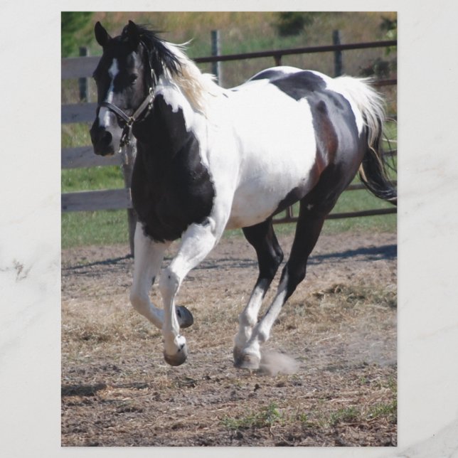 Pinto Paint Horse (Vorderseite)