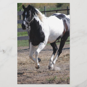 Pinto Paint Horse Briefpapier