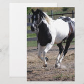 Pinto Paint Horse Briefpapier (Vorne/Hinten)