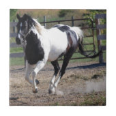 Pinto Paint Horse Fliese (Vorderseite)