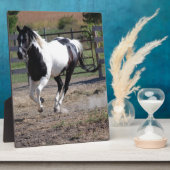 Pinto Paint Horse Fotoplatte (Seite)