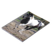 Pinto Paint Horse Notizblock (Linke Seite)