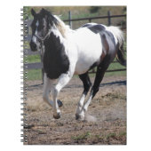 Pinto Paint Horse Notizblock (Vorderseite)
