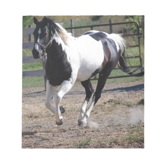 Pinto Paint Horse Notizblock (Vorderseite)