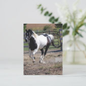 Pinto Paint Horse Postkarte (Stehend Vorderseite)