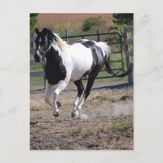 Pinto Paint Horse Postkarte (Vorderseite)